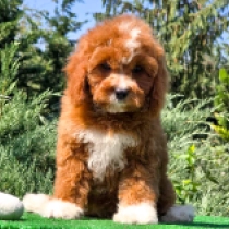 Sunny – F2, golden Cavapoo en venta