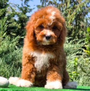 Cavapoo puppy for sale