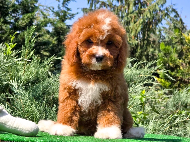 Cavapoo Welpe kaufen