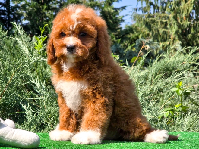 Cavapoo Welpe kaufen
