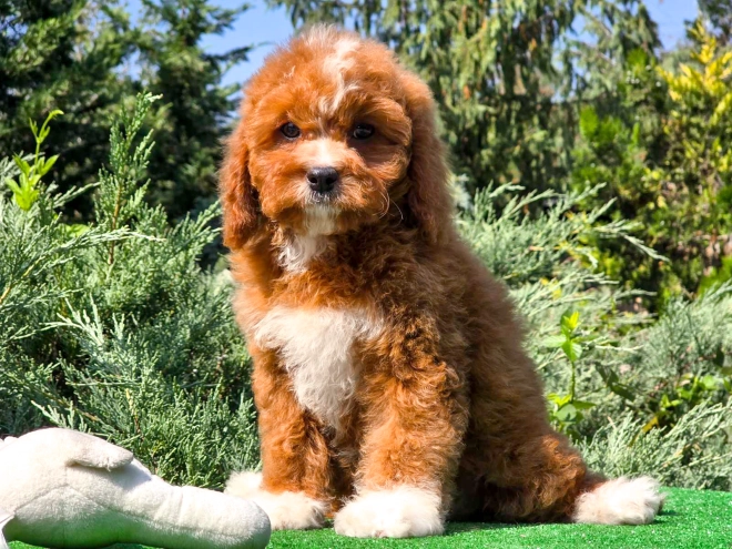 Cavapoo Welpe kaufen