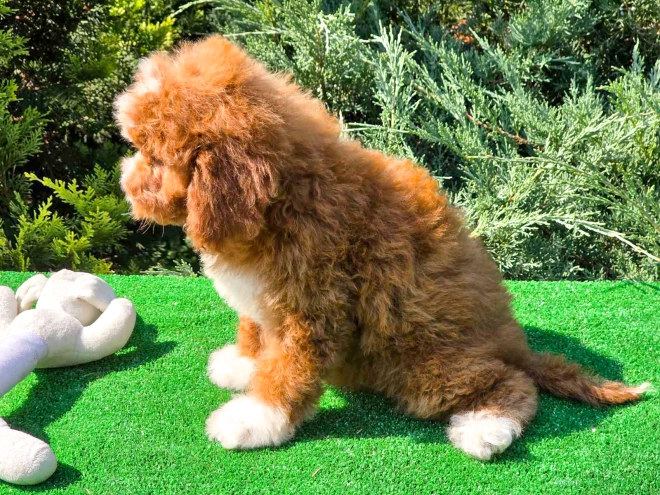 Cavapoo Welpe kaufen