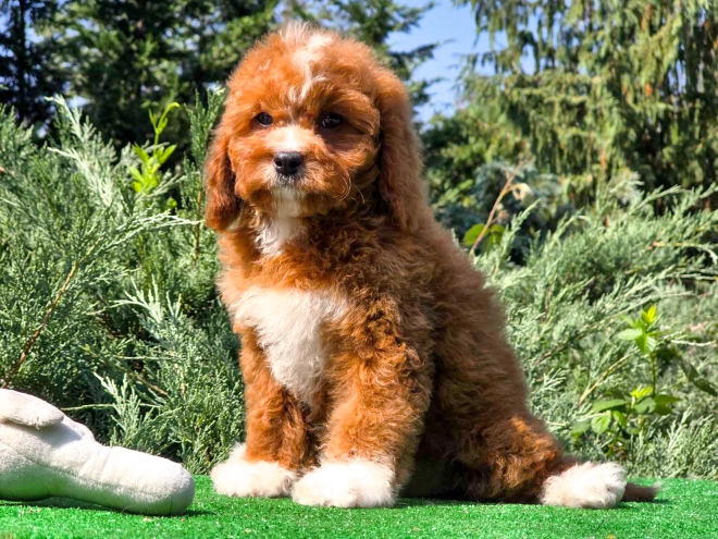 Cavapoo Welpe kaufen