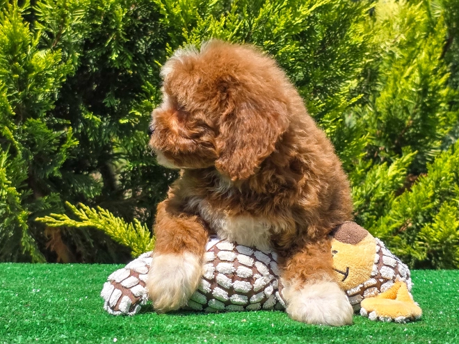 Cavapoo puppy for sale