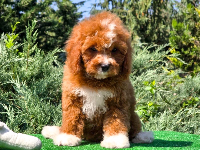 Cavapoo Welpe kaufen