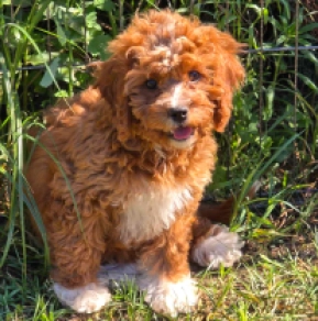 Sunny – F2, golden Cavapoo for sale