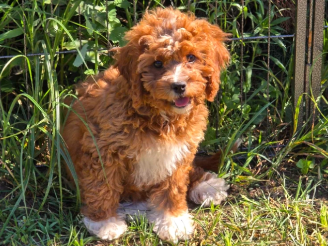 Cavapoo Welpe kaufen