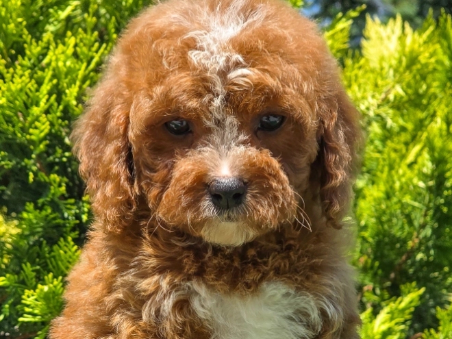 Cavapoo puppy for sale