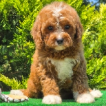 Sunny – F2, golden Cavapoo Welpen kaufen