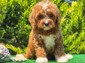 Perros Cavapoo en venta