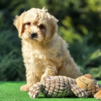 Sarah – F2, golden Cavapoo en venta