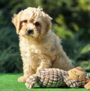 Cavapoo puppy for sale