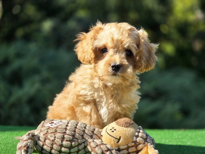 Cavapoo Welpe kaufen