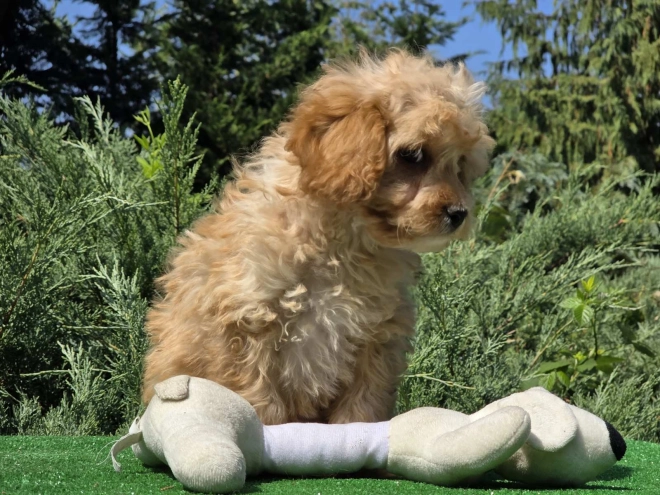 Cavapoo puppy for sale