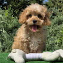Small Sam – F2, golden Cavapoo en venta