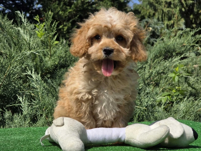 Cavapoo puppy for sale