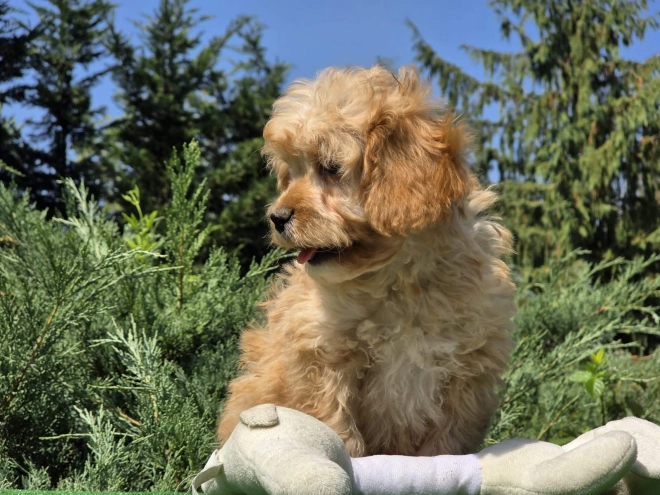 Cavapoo puppy for sale