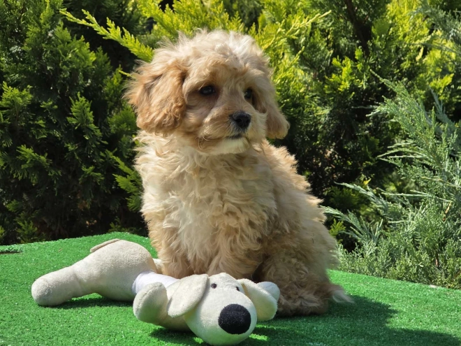 Cavapoo puppy for sale