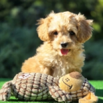 Small Sam – F2, golden Cavapoo Welpen kaufen