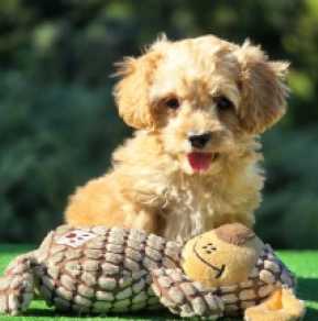 Perros Cavapoo en venta