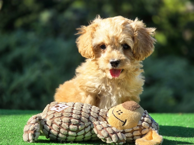Cavapoo Welpe kaufen