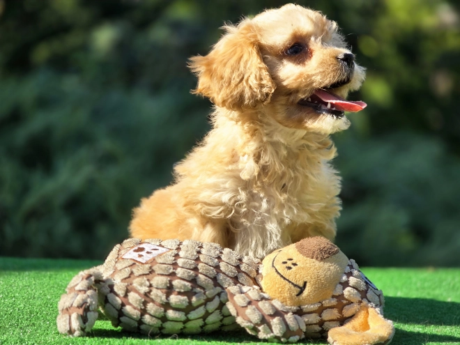 Cavapoo Welpe kaufen