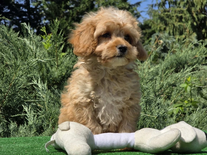 Cavapoo puppy for sale