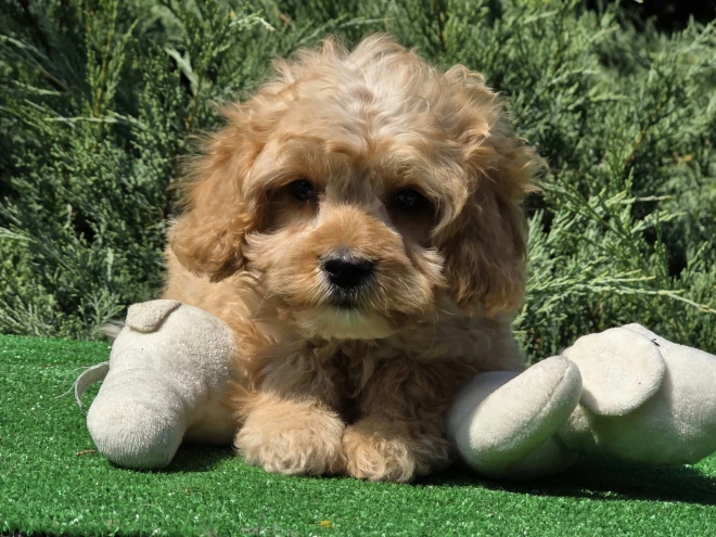 Cavapoo puppy for sale