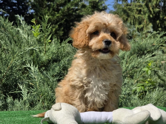Cavapoo puppy for sale