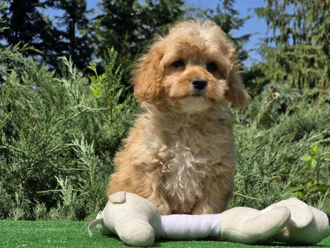 Cavapoo puppy for sale