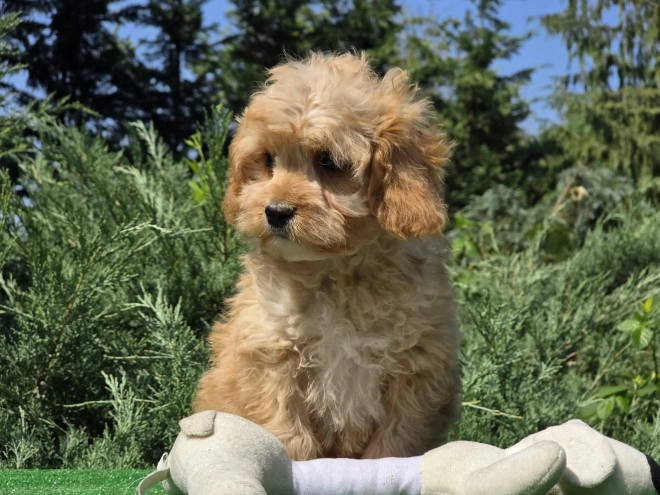 Cavapoo puppy for sale