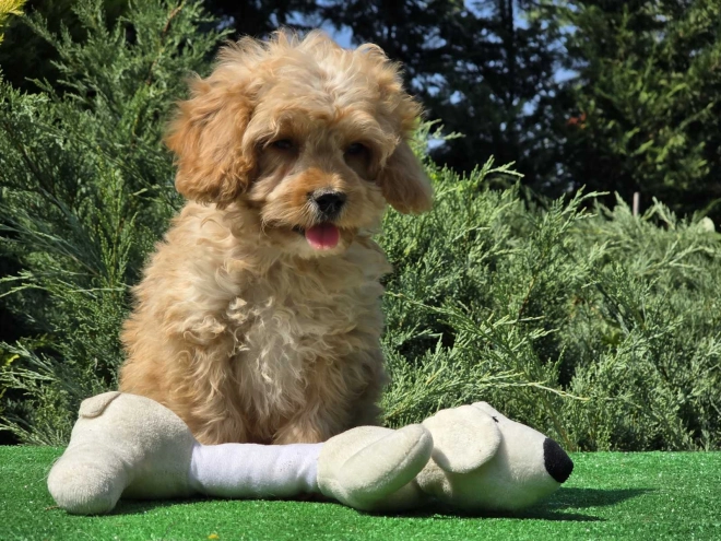 Cavapoo puppy for sale