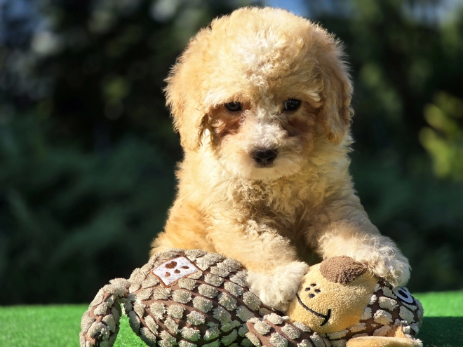 Perros Cavapoo en venta