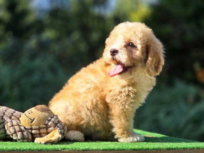 Perros Cavapoo en venta