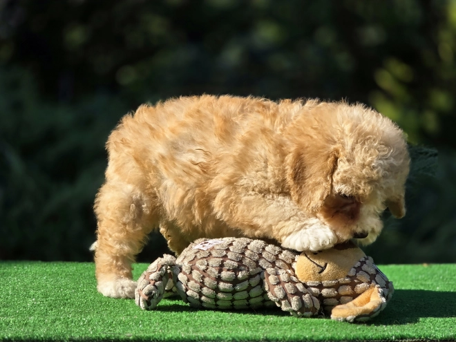 Perros Cavapoo en venta