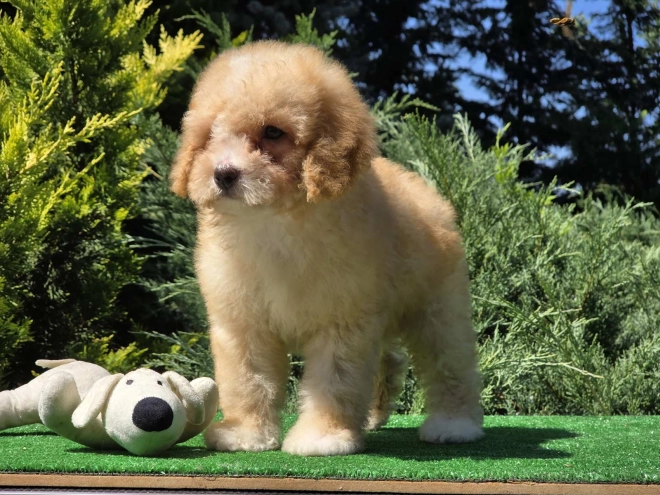 Cavapoo puppy for sale