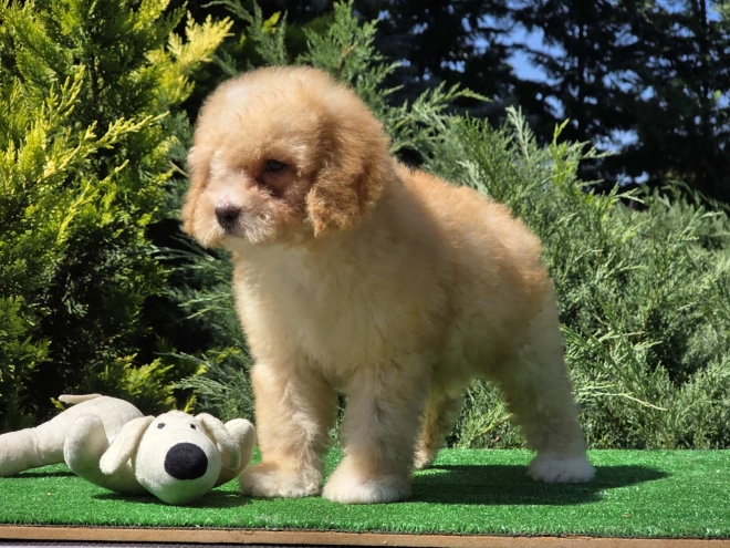 Cavapoo puppy for sale