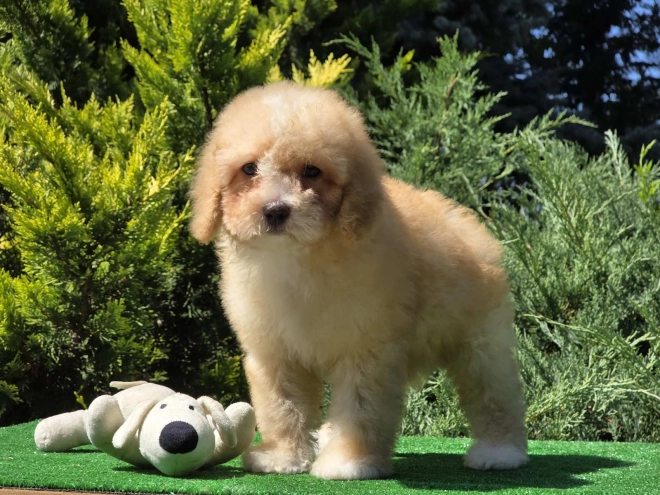 Cavapoo puppy for sale