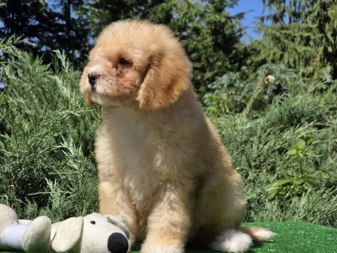 Cavapoo puppy for sale
