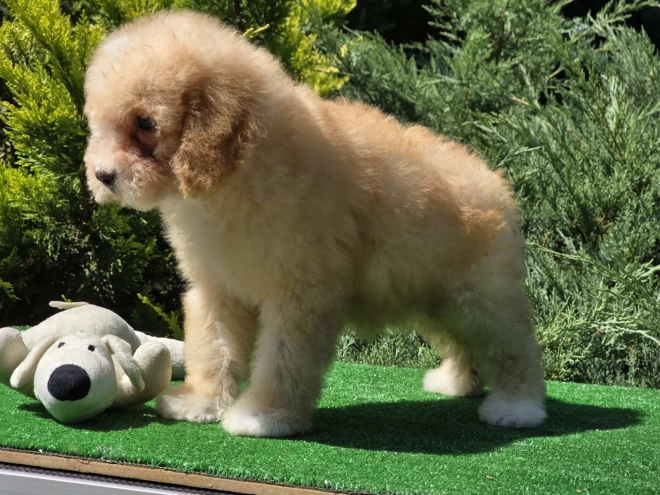 Cavapoo puppy for sale