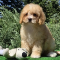 Curly Simon – F2, golden Cavapoo for sale