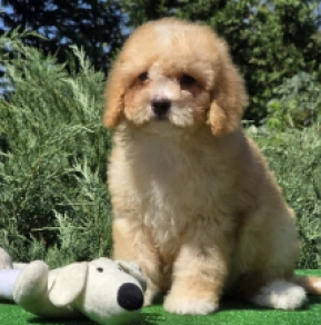 Cavapoo puppy for sale