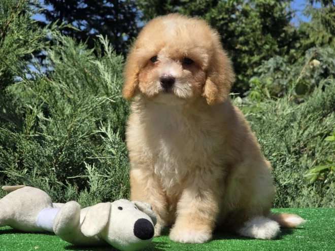 Cavapoo puppy for sale