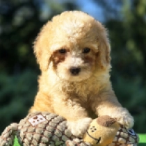 Curly Simon – F2, golden Cavapoo Welpen kaufen