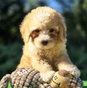 Perros Cavapoo en venta