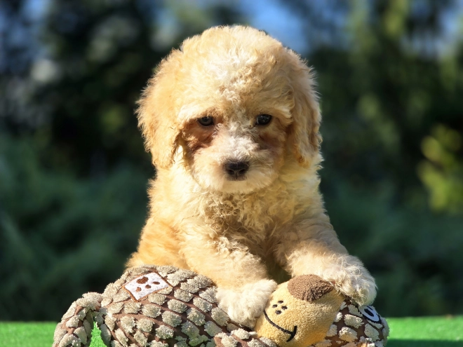 Perros Cavapoo en venta