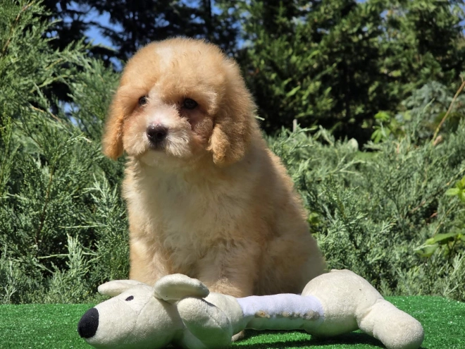Cavapoo puppy for sale