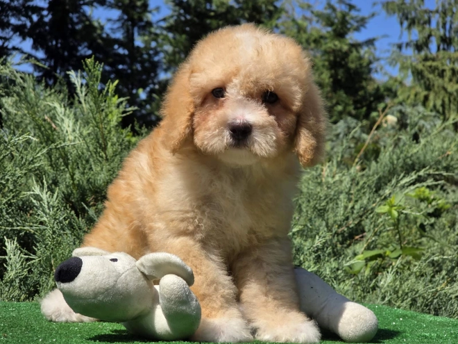 Cavapoo puppy for sale