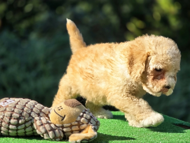 Perros Cavapoo en venta