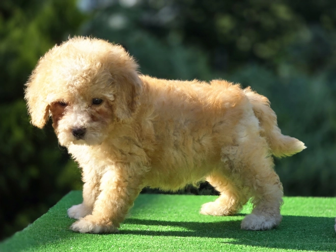 Perros Cavapoo en venta